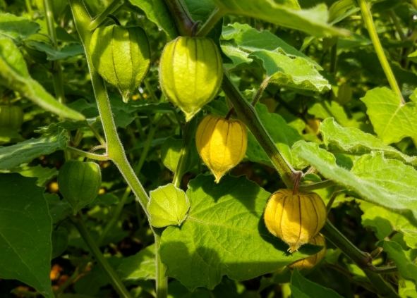 燈籠果種植 燈籠果種植