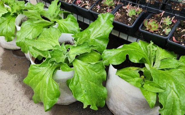 冰花種植 冰花種植