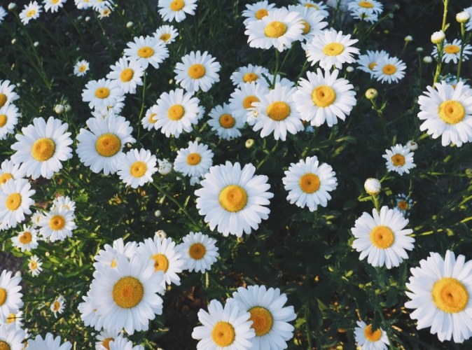 小雛菊花語 小雛菊花語