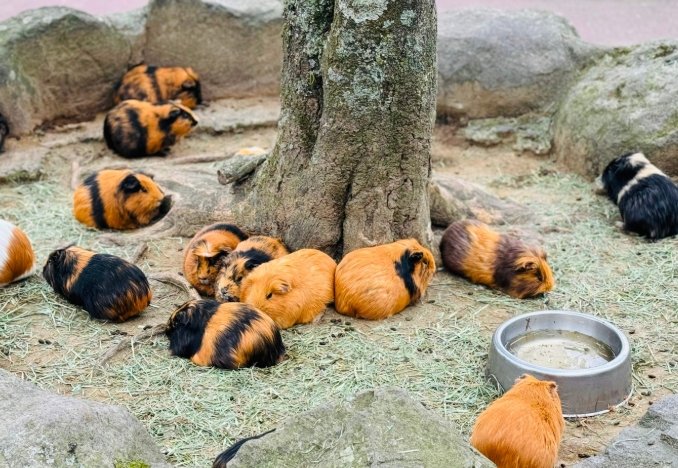 九州自然動物園 九州自然動物園