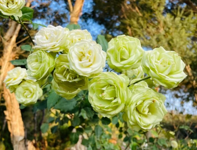 蘿莎玫瑰莊園 蘿莎玫瑰莊園