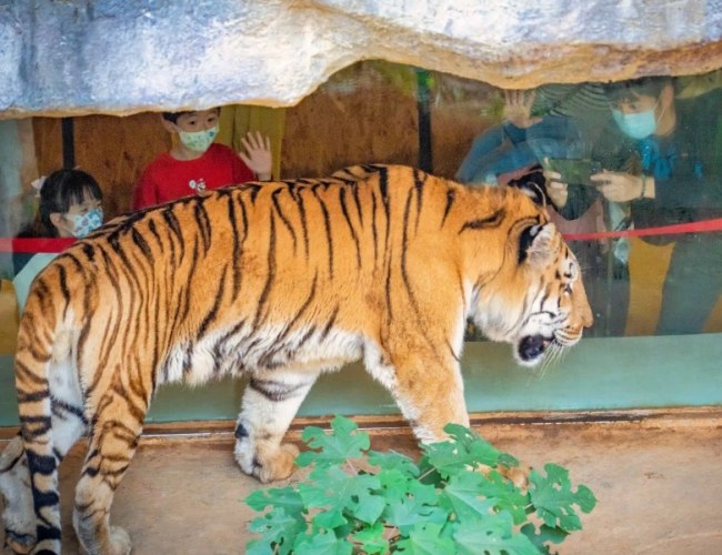 曼谷野生動物園 曼谷野生動物園