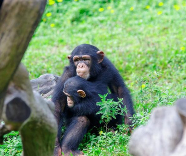 長隆野生動物園 長隆野生動物園
