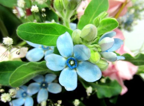 藍星花 藍星花