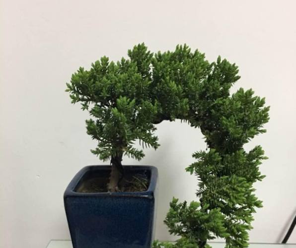 珍珠柏 珍珠柏