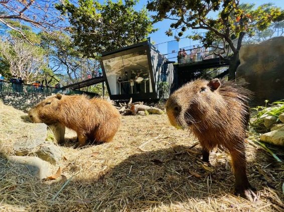高雄動物園 高雄動物園