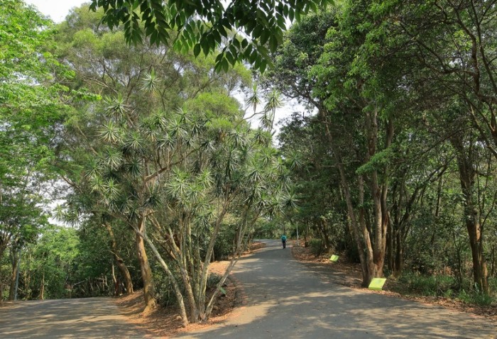 藤山步道 藤山步道