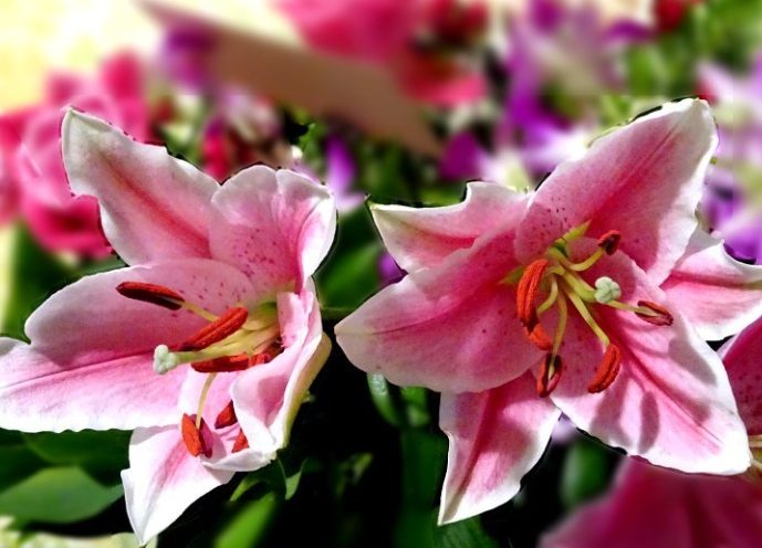 香水百合花語 香水百合花語