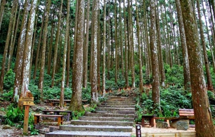 藤枝國家森林遊樂區 藤枝國家森林遊樂區