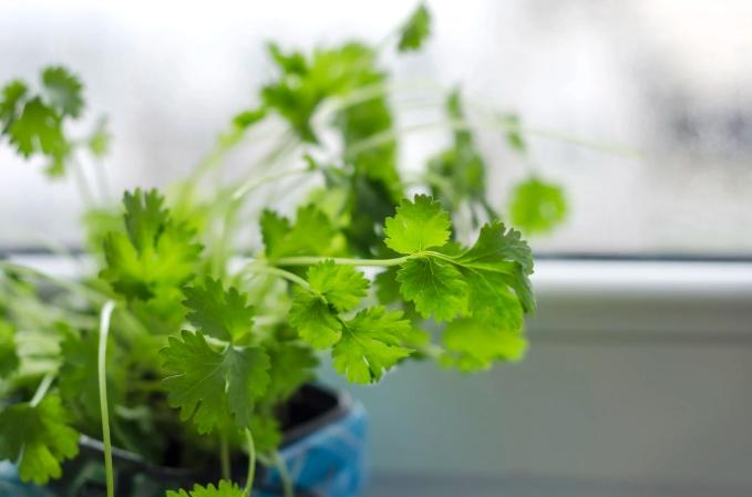 芫茜功效