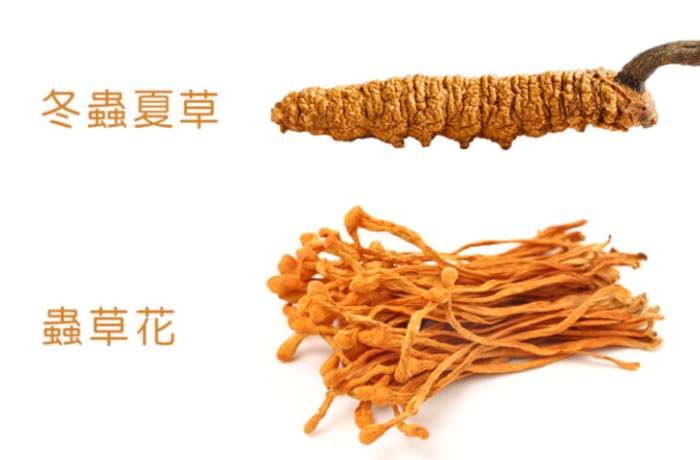 蟲草功效 蟲草功效