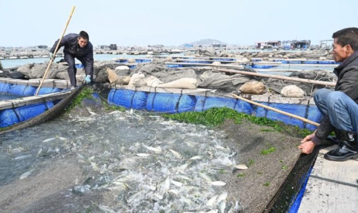 巴浪魚 巴浪魚