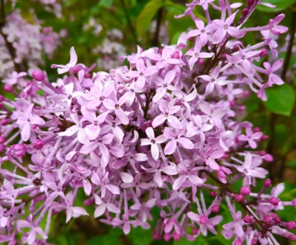 紫丁香花語 紫丁香花語