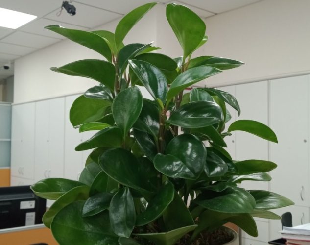 圓葉椒草 圓葉椒草