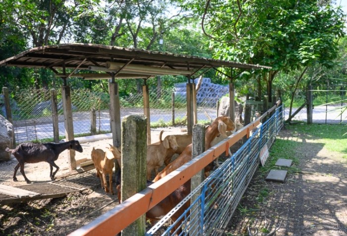 囍羊羊牧場 囍羊羊牧場