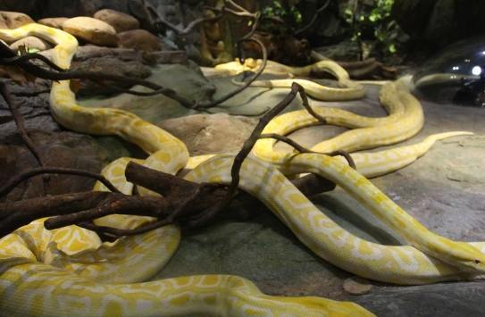 長隆野生動物園 長隆野生動物園