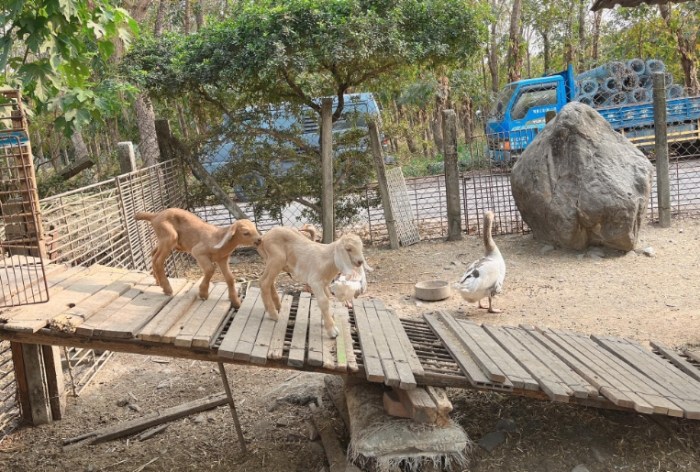 囍羊羊牧場 囍羊羊牧場