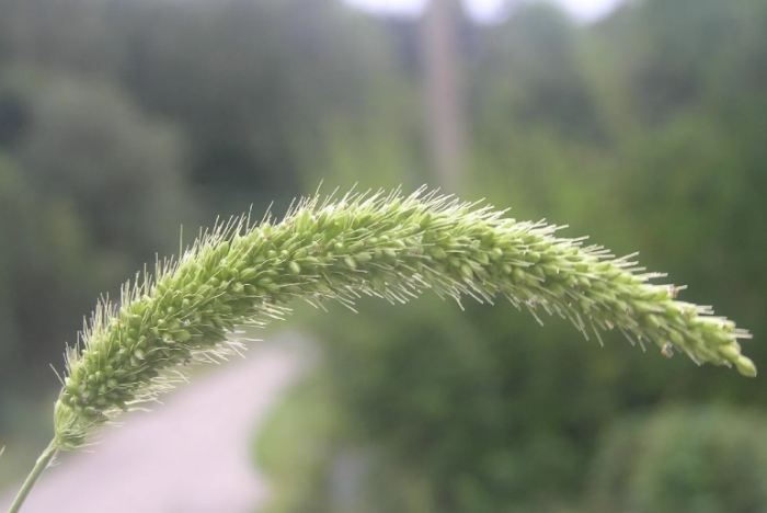 狗尾草功效 狗尾草功效