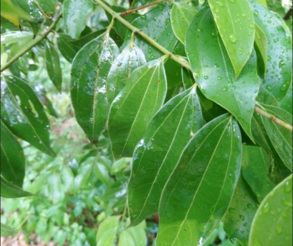 肉桂葉泡茶功效 肉桂葉泡茶功效
