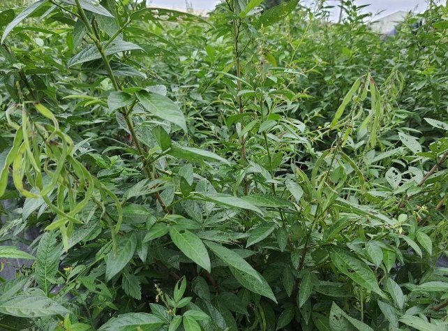 抹草種植 抹草種植
