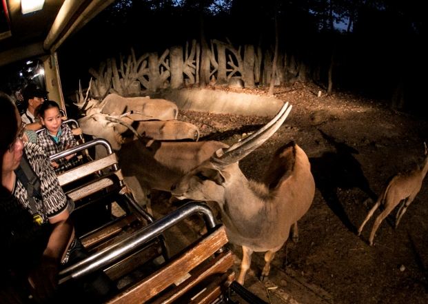 清邁夜間動物園 清邁夜間動物園