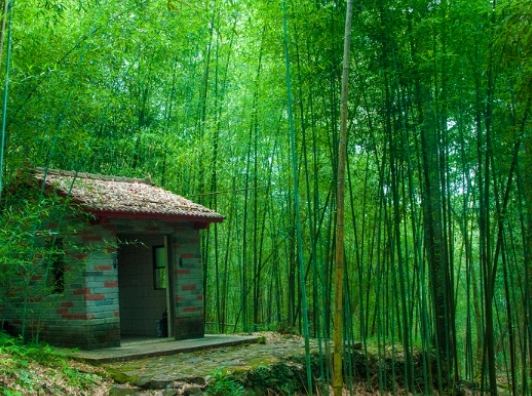 竹林秘境 竹林秘境