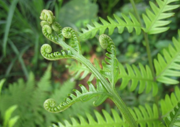 蕨類 蕨類