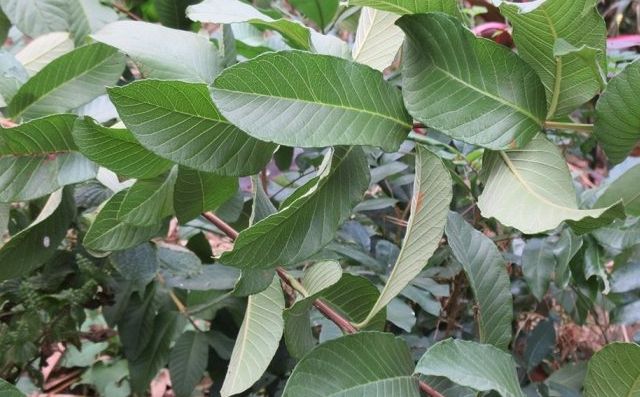芭樂葉功效 芭樂葉功效