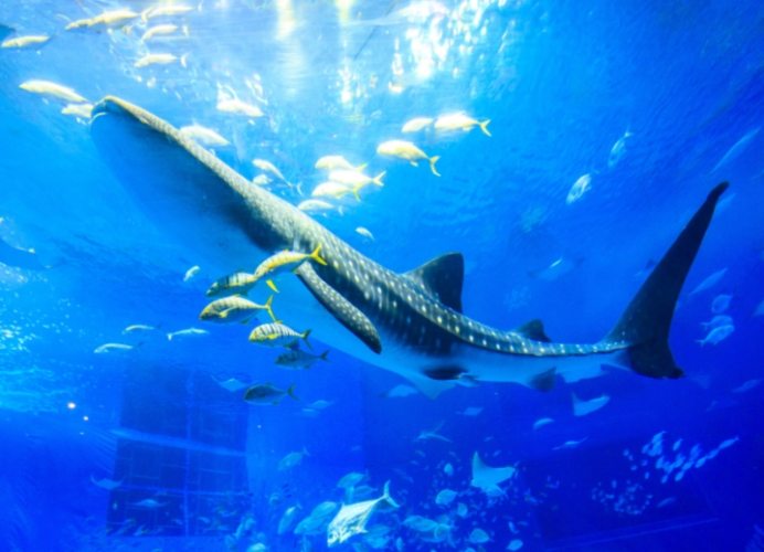 沖繩水族館