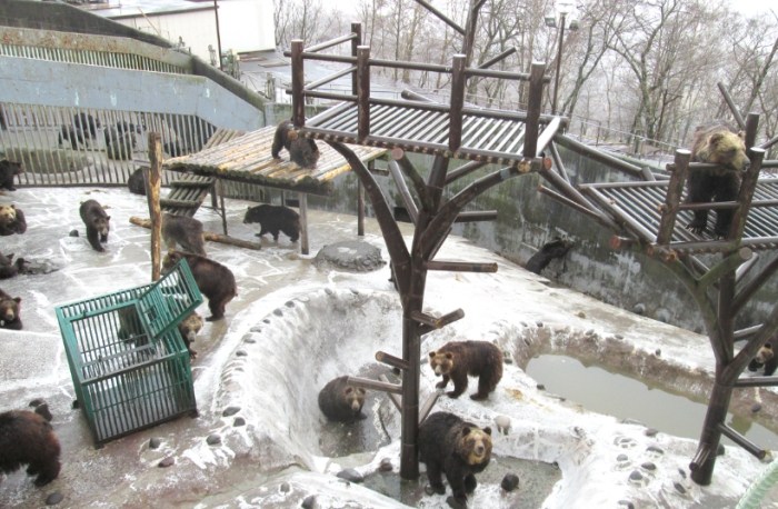 クマ牧場 クマ牧場