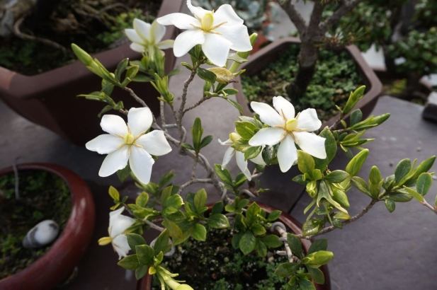 梔子花功效 梔子花功效