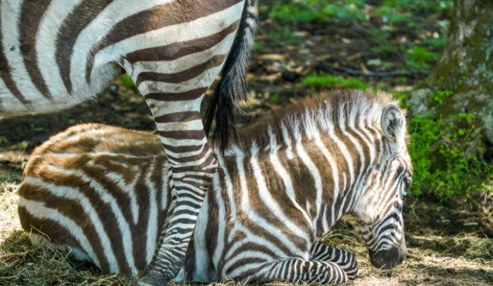 九州動物園 九州動物園