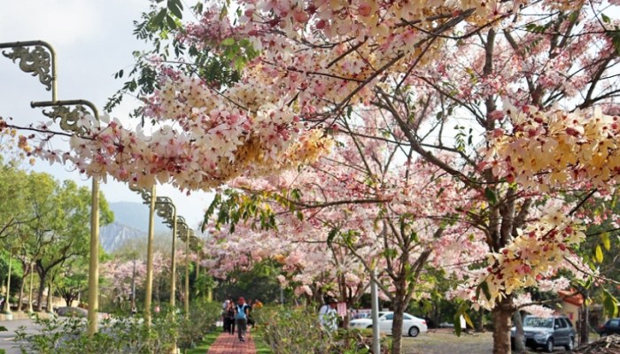 花旗木步道