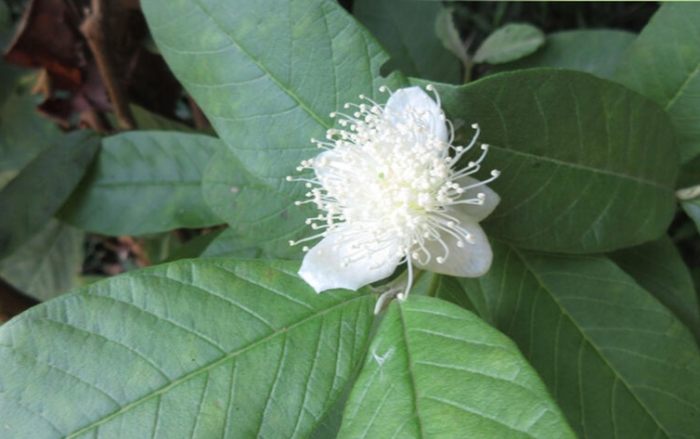 芭樂葉功效 芭樂葉功效