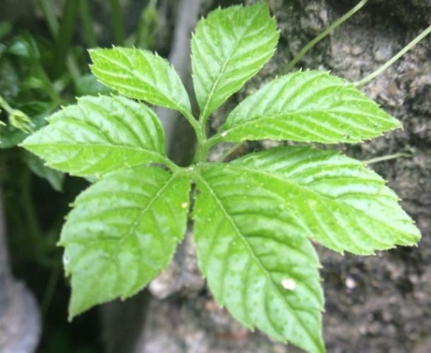 七葉膽功效和禁忌：科學證實好處與絕對禁忌指南