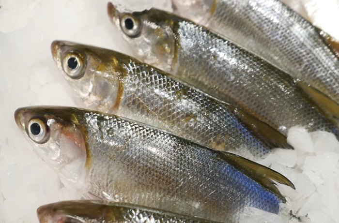 虱目魚營養 虱目魚營養