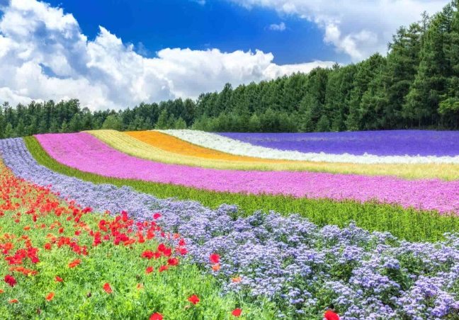 日本旅遊自由行 日本旅遊自由行