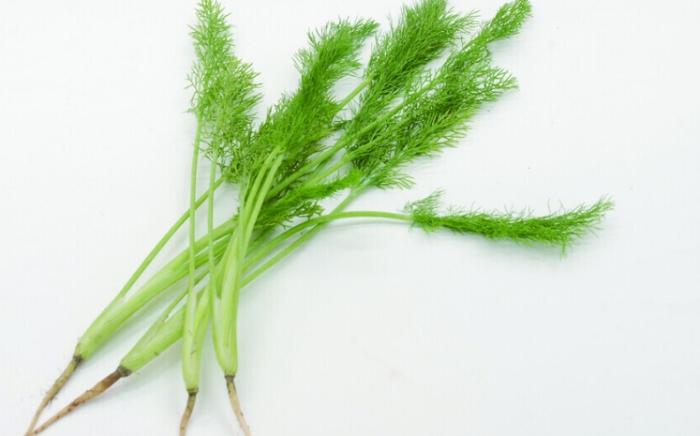 茴香功效 茴香功效