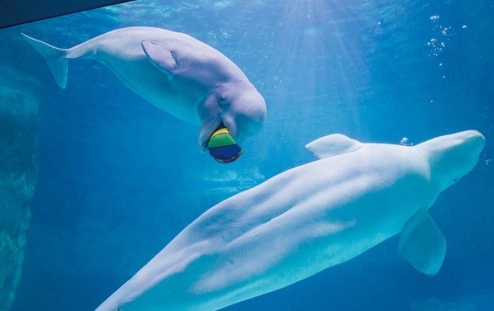 樂天水族館 樂天水族館