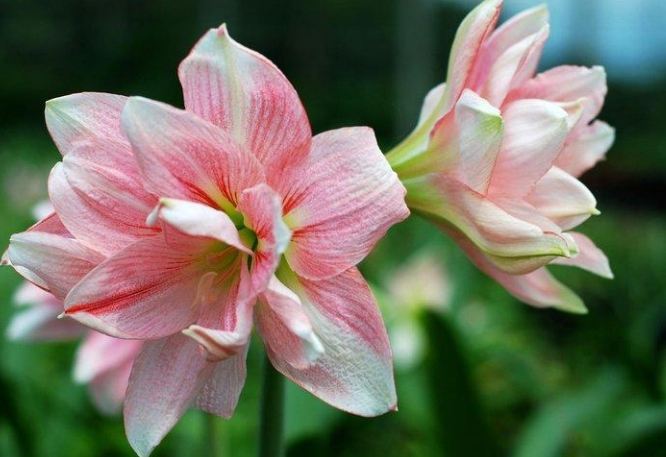 孤挺花花語 孤挺花花語