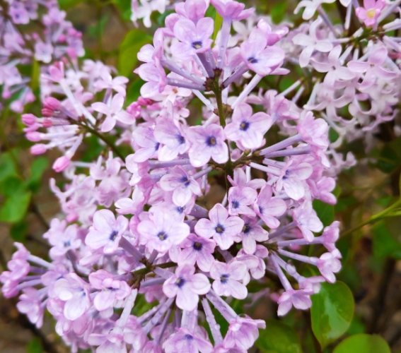紫丁香花語 紫丁香花語
