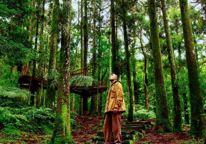 東眼山森林遊樂區 東眼山森林遊樂區