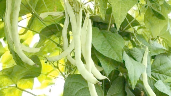 四季豆種植：挑品種、營環境、種植法、照顧訣竅到Q&A全攻略