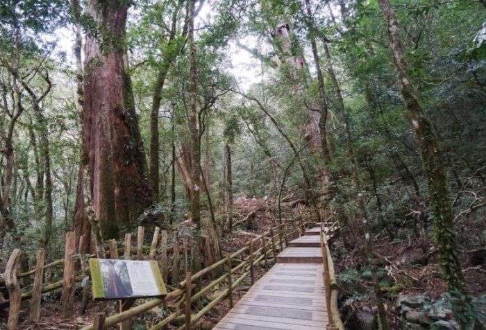 司馬庫斯巨木群步道 司馬庫斯巨木群步道