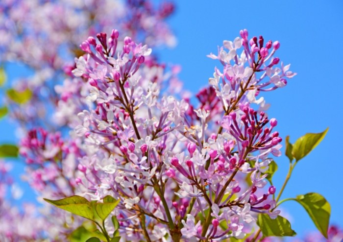 紫丁香花語 紫丁香花語