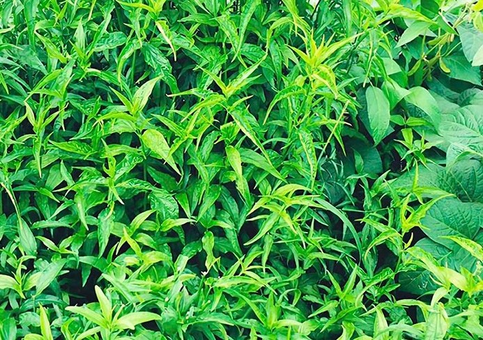 憂遁草功效吃法 憂遁草功效吃法