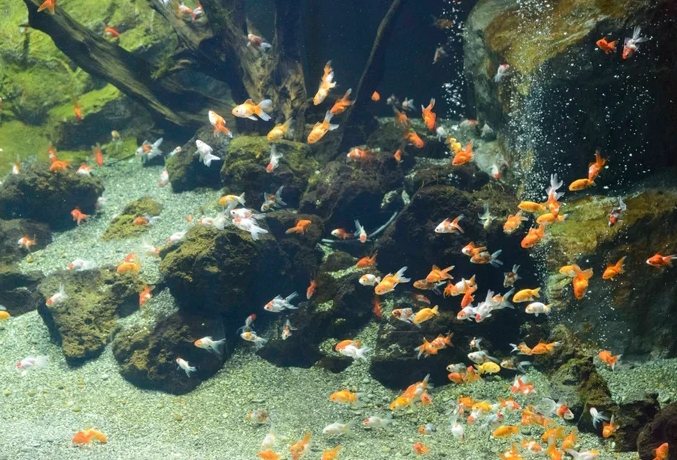 水族館東京 水族館東京