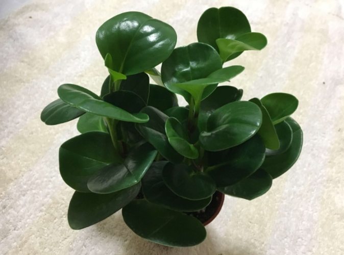 圓葉椒草