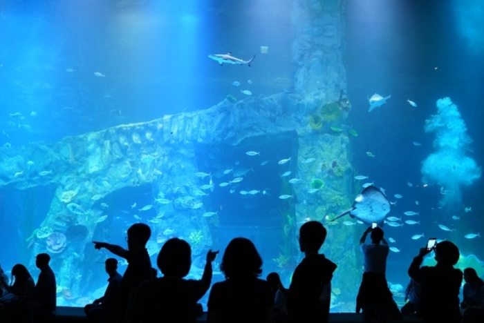 樂天水族館 樂天水族館
