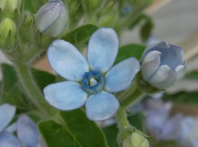 藍星花 藍星花
